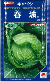 キャベツ 春波 2000粒 タキイ種苗(株)
