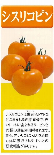白菜種 オレンジクインペレット 5000粒タキイ種苗（株） グリーンロフトネモト