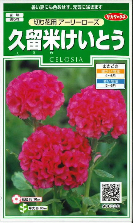 楽天市場 花の種久留米けいとう 切り花用アーリーローズ 約143粒 サカタのタネ グリーンロフトネモト