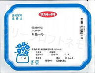 花の種 早陽一号 1dl (株)サカタのタネ