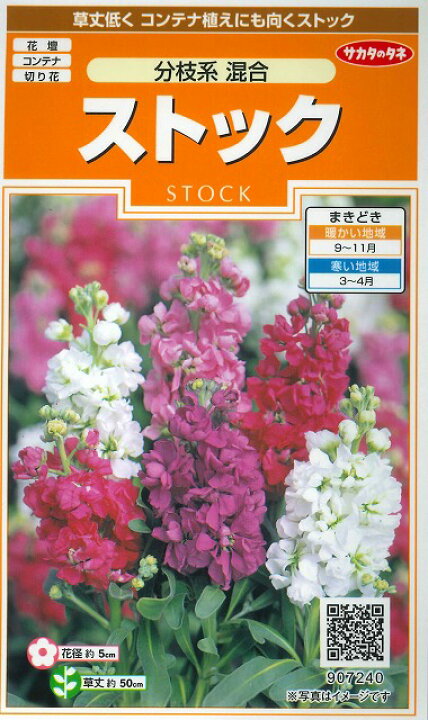 楽天市場 花の種 ストック 分枝系混合約22本サカタのタネ グリーンロフトネモト