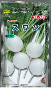 かぶ スワン 1dl タキイ種苗(株)