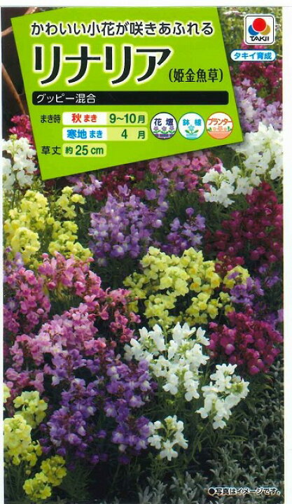 楽天市場 花の種 リナリア グッピー混合 小袋 タキイ交配 グリーンロフトネモト