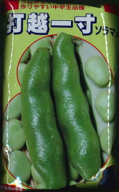 そら豆 打越一寸 1L(およそ220粒) (株)サカタのタネ
