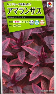 Ԃ̎ A}TX xxbgJ[e  ^LCc()