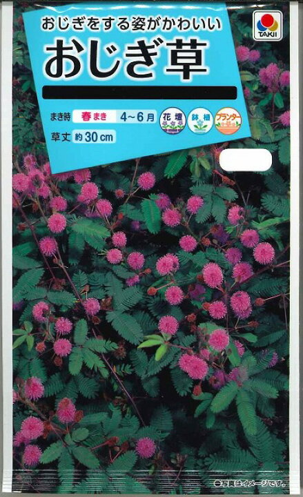 楽天市場 花種 おじぎ草 小袋 タキイ交配 グリーンロフトネモト