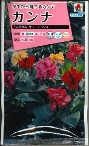 �Ԃ̎� �J���i �g���s�J���T�}�[�~�b�N�X ���� �^�L�C��c(��)