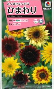 Ԃ̎ Ђ܂F1l pbg  ^LCc()