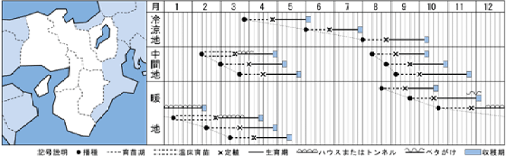 レタスグリーンジャケットペレット 5000粒 タキイ育成