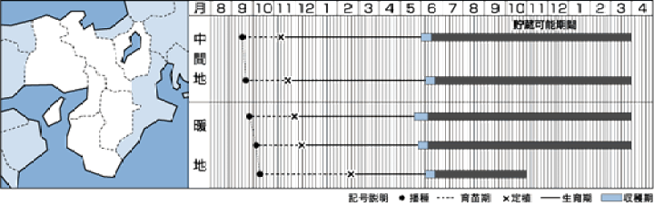 楽天市場】たまねぎ ネオアース 4.5ml(約650粒)タキイ種苗(株) DF