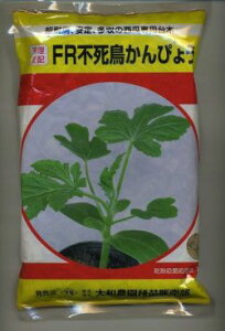  (XCJp) FRs҂傤 2000 ija_