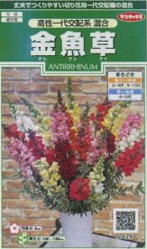 楽天市場 金魚草の花のの通販