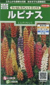 楽天市場 ルピナス 花の通販