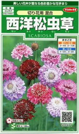 花の種 西洋松虫草　切り花用混合　約43粒 （株）サカタのタネ 実咲