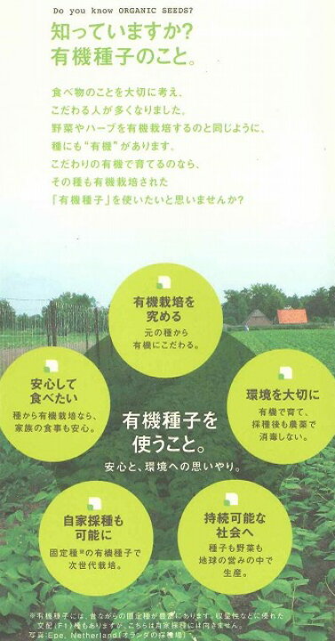 楽天市場 有機種子ワイルドロケット セルバチコ アルグラ固定種 0 4ｇ グリーンロフトネモト