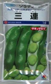 そら豆 三連 1dl(およそ21粒) タキイ種苗(株)