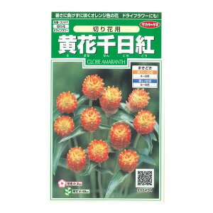 Ԃ̎ Ԑg @؂ԗp42 ()TJ^̃^l i026026255j