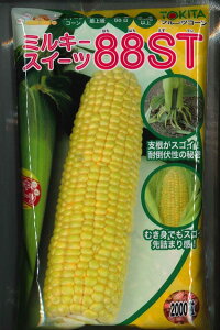 Ƃ낱 ~L[XC[c88ST@2000 gL^c()