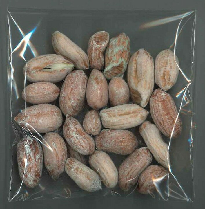 楽天市場 落花生おおまさりの種 むき実 粒渡辺農事 グリーンロフトネモト