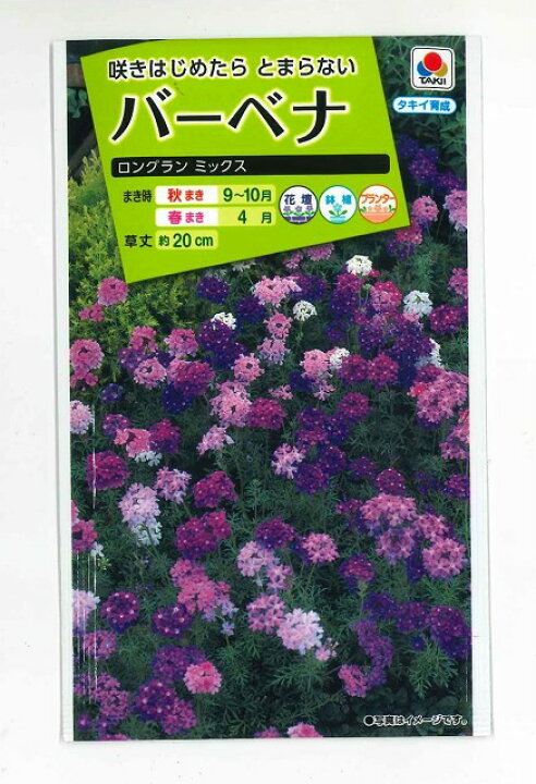 楽天市場 花の種 バーベナロングランミックスタキイ交配 グリーンロフトネモト