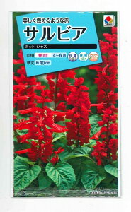 �Ԃ̎� �T���r�A �z�b�g�W���Y ���� �^�L�C��c(��)