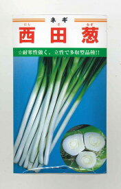 ねぎ 西田葱 20ml カネコ種苗（株）