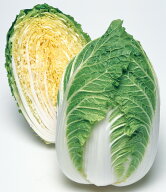 白菜 きらぼし90ペレット5千粒 タキイ種苗(株) [種子/野菜]