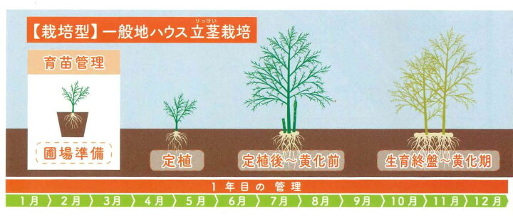 楽天市場】アスパラガス ハイパーウェルカム 1000粒 (株)サカタのタネ 
