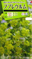 花の種 ブプレウルム 小袋 タキイ種苗(株)