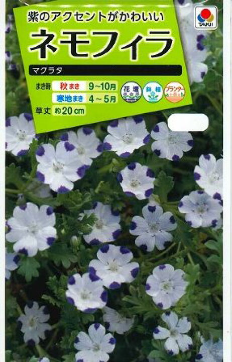 楽天市場 花の種 ネモフィラ マクラタ1ｍｌ タキイ交配 グリーンロフトネモト