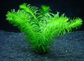 アナカリス[金魚藻]【鉛巻1束】〔水中葉〕【送料別】　品質優先の方はクール便をお勧めします。（別途料金400円）　《農場直送・初心者向き》水草/アクアリウム/アクアテラリウム/緑/おしゃれ/水草大卸/水草卸/水草小売/水草販売/水草通販/レイアウト/　　05P28Sep16