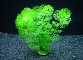 カボンバ[金魚藻]【鉛巻1束】〔水中葉〕【送料別】　品質優先の方はクール便をお勧めします。（別途料金400円）　《農場直送・初心者向き》水草/アクアリウム/アクアテラリウム/緑/おしゃれ/水草大卸/水草卸/水草小売/水草販売/水草通販/レイアウト/　　05P28Sep16