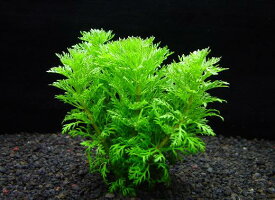 アンブリア【鉛巻1束】〔水上葉〕【送料別】　品質優先の方はクール便をお勧めします。（別途料金400円）　《農場直送・初心者向き》水草/アクアリウム/アクアテラリウム/緑/おしゃれ/水草大卸/水草卸/水草小売/水草販売/水草通販/レイアウト/　　05P28Sep16
