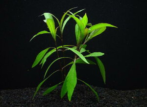 nCOtBE^Chy1zktlyʁz@iD̓̕N[ւ߂܂Biʓr400~j@s_꒼ElCit/ANAE///