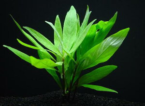 WCAgEnCOy1zktlyʁz@iD̓̕N[ւ߂܂Biʓr400~j@s_꒼t/ANAE/ANAeE///