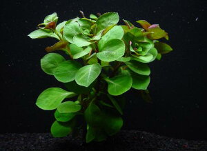 hEBWAy1zktlyʁziD̓̕N[ւ߂܂Biʓr400~j@s_꒼ESҌElCit/ANAE/ANAeE//