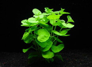 J[i~y1zktlyʁz@iD̓̕N[ւ߂܂Biʓr400~j@s_꒼ESҌElCit/ANAE/ANAeE//