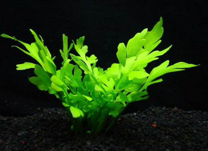 楽天市場 ウォーター スプライト 鉛巻１束 水上葉 送料別 品質最優先の方は宅配便をお勧めします 農場直送 初心者向き 水草 アクアリウム アクアテラリウム 緑 おしゃれ 水草大卸 水草卸 水草小売 水草販売 水草通販 レイアウト 05p28sep16 緑倶良部