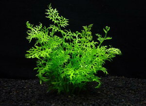 AJEXvCgy1zktlyʁz@iD̓̕N[ւ߂܂Biʓr400~j@s_꒼ESҌt/ANAE/ANAeE/