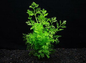 xgiEAJEXvCgy1zktlyʁz@iD̓̕N[ւ߂܂Biʓr400~j@s_꒼ESҌt/ANAE//