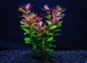 ^ECfBJy1zktlyʁz@@iD̓̕N[ւ߂܂Biʓr400~j@s_꒼ESҌElCit/ANAE//