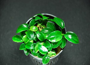 AkrAXEiiEv`y1L|bgzktlyʁziD̓̕N[ւ߂܂Biʓr400~js_꒼ESҌt/ANAE///