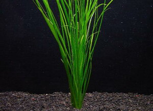 oXlAEiiy1zktlyʁziD̓̕N[ւ߂܂Biʓr400~j@@_꒼t/ANAE/ANAeE///創/