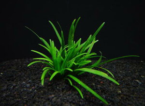 IsI|Sy1zktlyʁz@iD̓̕N[ւ߂܂Biʓr400~j@s_꒼ESҌt/ANAE/ANAeE///