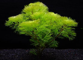 ピンク・アンブリア【鉛巻1束】〔水中葉〕【送料別】　　品質優先の方はクール便をお勧めします。（別途料金400円）　《農場直送》水草/アクアリウム/アクアテラリウム/緑/おしゃれ/水草大卸/水草卸/水草小売/水草販売/水草通販/レイアウト/　　05P28Sep16