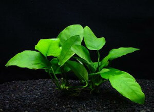 AkrAXEiiy1L|bgzktlyʁziD̓̕N[ւ߂܂Biʓr400~js_꒼ESҌt/ANAE/ANAeE//