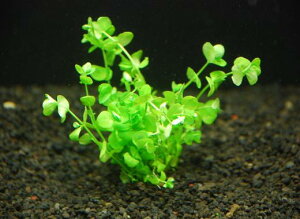 [WEp[OXy1zktlyʁz@iD̓̕N[ւ߂܂Biʓr400~j@s_꒼FSҌt/ANAE/ANAeE//