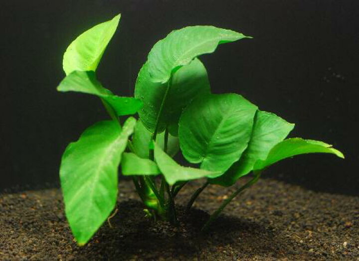 楽天市場 アヌビアス バルテリー ブロードリーフ 1株lポット入り 水中葉 送料別 農場直送 初心者向き 水草 アクアリウム アクアテラリウム 緑 おしゃれ 水草大卸 水草卸 水草小売 水草販売 水草通販 レイアウト 05p28sep16 緑倶良部 楽天市場 アヌビアス バルテリー ブロードリーフ 1株lポット入り 水中葉 送料別 農場直送 初心者向き 水草 アクアリウム アクアテラリウム 緑 おしゃれ 水草大卸 水草卸 水草小売 水草販売 水草通販 レイアウト 05p28sep16 緑倶良部