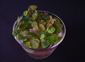 tBTXEtC^XyJbvzyʁz@iD̓̕N[ւ߂܂Biʓr400~j@s_꒼EXEߏit//ANAE///