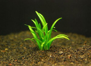 sO~[E`F[ETW^Ay1zktlyʁz@iD̓̕N[ւ߂܂Biʓr400~j@s_꒼t /ANAE/ANAeE//